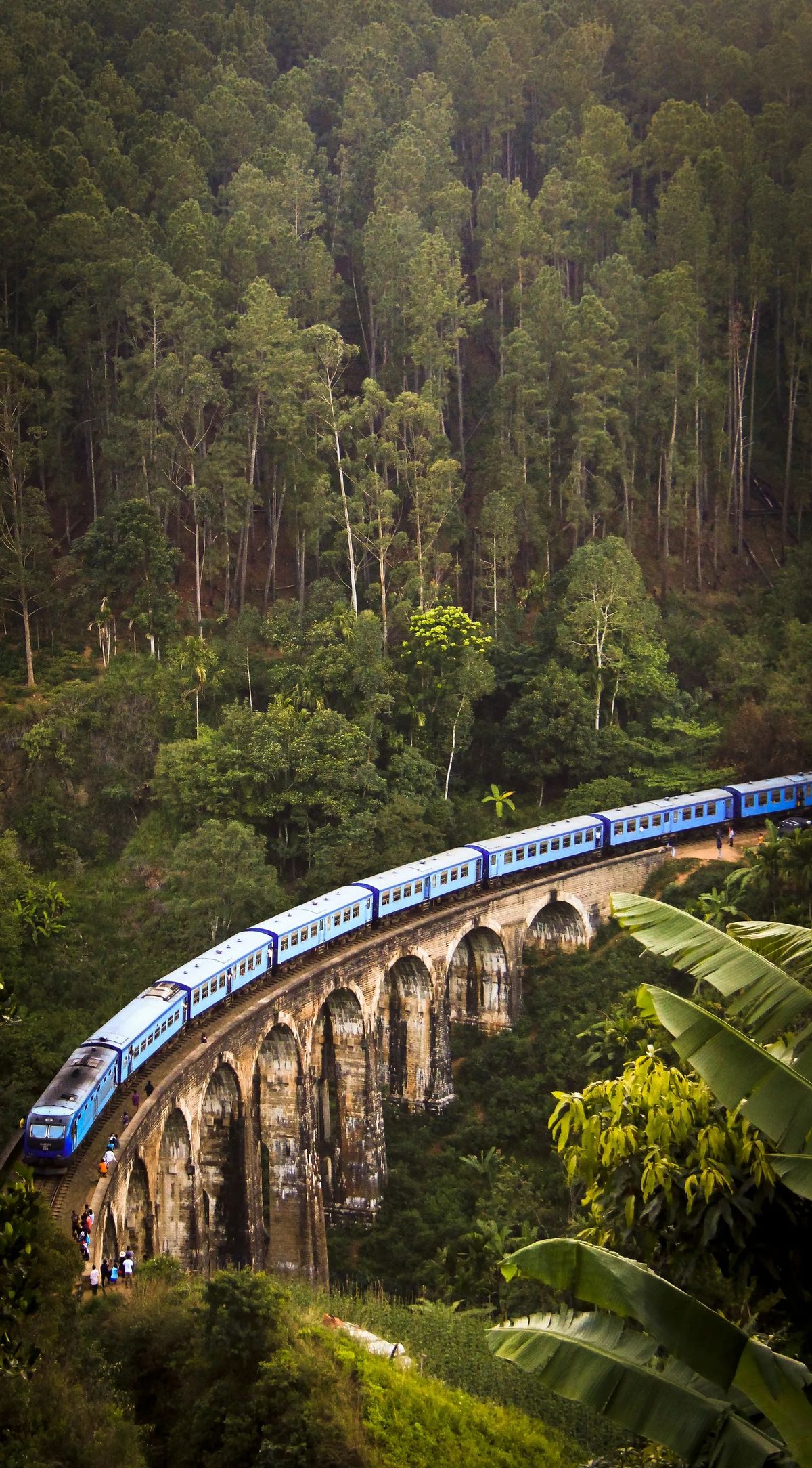 Tea plantations near Ella