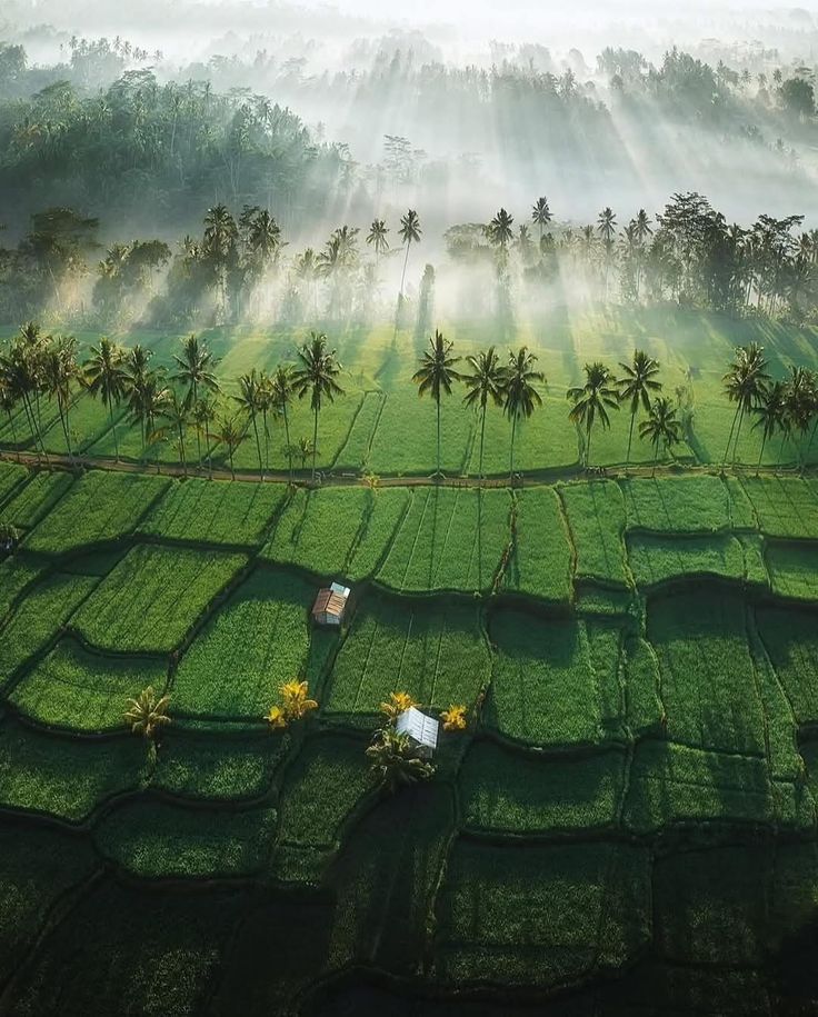 Green tea estates