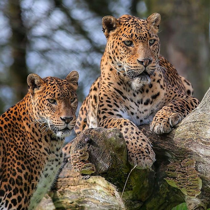 Yala National Park – Wildlife Adventure
