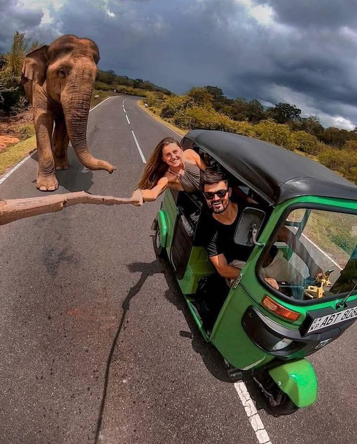 Elephants in Yala